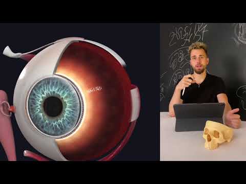 Видео: Восстановление зрения. Остеопатические техники. Урок 1 «Гармонизация мышц глаза»