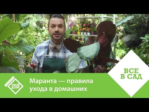 Видео: Маранта — правила ухода в домашних условиях