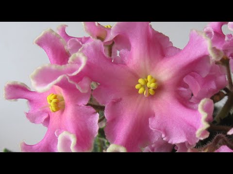 Видео: НОВАЯ ФИАЛКА В КОЛЛЕКЦИИ РМ - Розовая Волна /Описание сорта и первое цветение моей фиалки. Печалька🥺