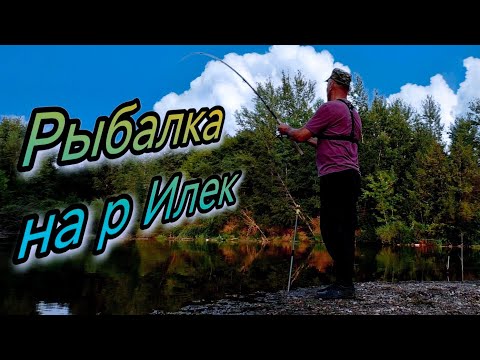 Видео: Рыбалка в августе на р  Илек сомики, карпик, окунь, подлещик на донку г Актобе 2025г