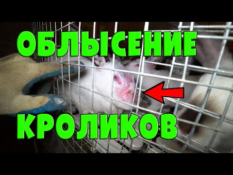 Видео: ОБЛЫСЕНИЕ КРОЛИКОВ