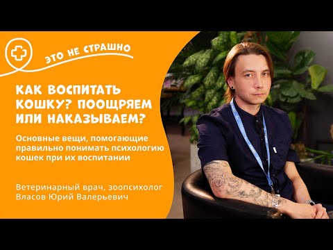 Видео: Это не страшно. Как воспитать кошку: поощряем или наказываем?
