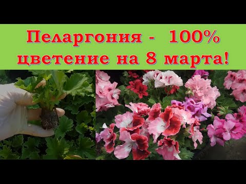 Видео: Пеларгония, герань -   температура, условия, выгонка в срок.