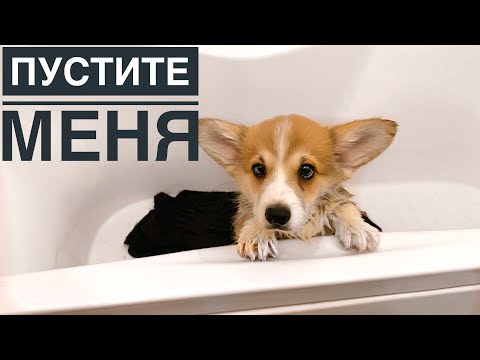 Видео: ПЕРВОЕ КУПАНИЕ ЩЕНКА/ Вельш корги Сэдди