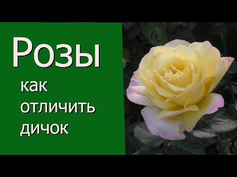 Видео: Розы - как отличить дичок