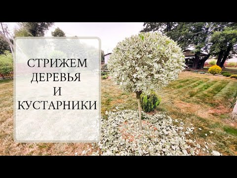 Видео: СТРИЖКА КУСТОВ И ДЕРЕВЬЕВ. Стрижем Дерен кустарник и на штамбе.