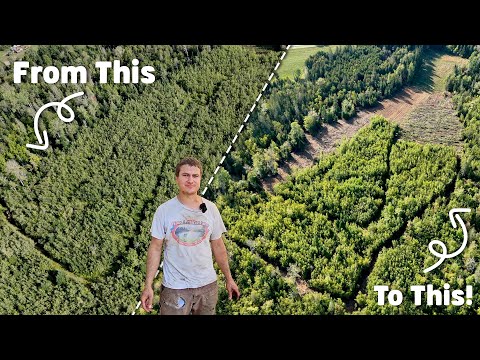 Видео: Как я расчищал землю с помощью 60-летнего бульдозера Cat!