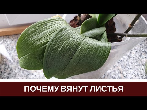 Видео: 🌸Почему Вянут Листья Орхидеи Пропадает Тургор Листьев Фаленопсиса