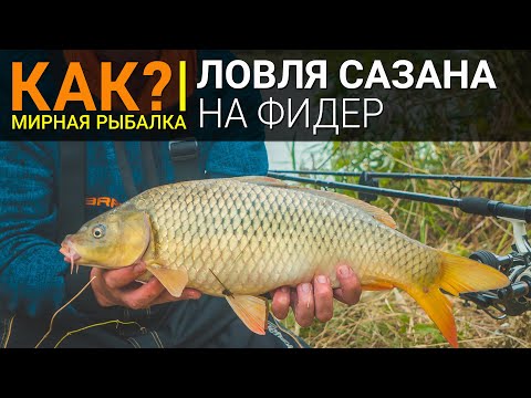 Видео: Как? Ловля сазана на фидер.