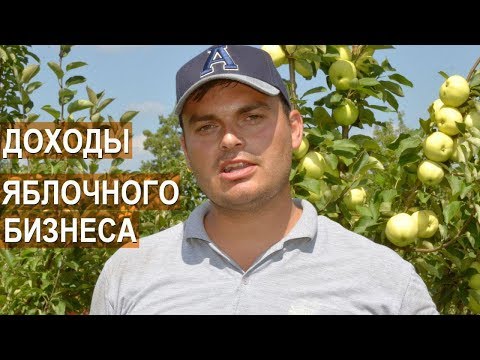 Видео: Фермер Василе Берзой. Расходы при старте бизнеса по выращиванию яблок.