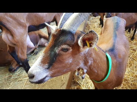 Видео: АЭК и другие болезни коз // Отек вымени