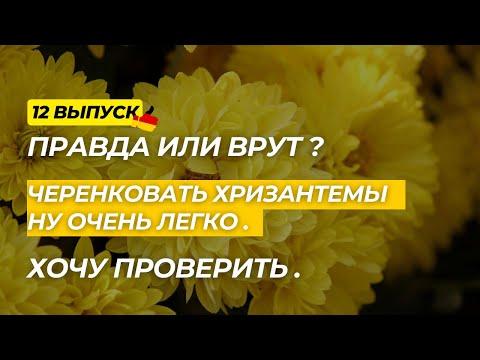 Видео: Дача в Германии 12 выпуск. Черенкуем хризантемы из букета без заморочек?