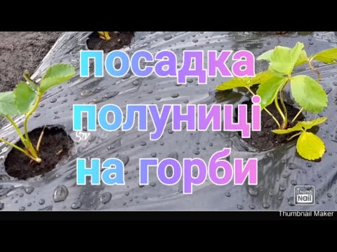 Видео: Набиваем дирки на плівці .Садим полуницю.#полуниця ,#посадкаполуниці,#смачніягоди.