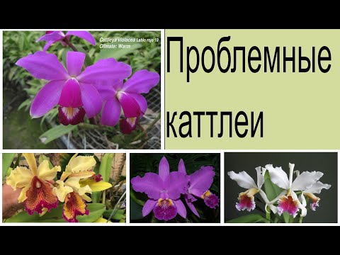 Видео: Мои проблемные каттлеи