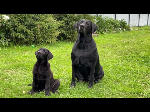 Видео: Щенок лабрадора 2,5 мес. (Флоша)|Наш лабрадор ViaLador