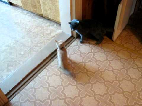 Видео: Заступилась за сыночка!!!