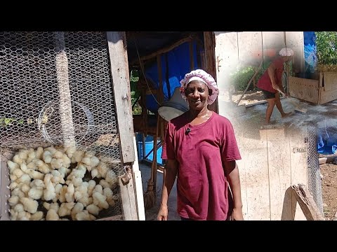 Видео: Мой новый цыпленок 🐔 / как я готовлю загон для кур к маленьким встречам