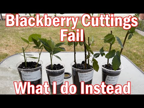 Видео: Черенки ежевики не приживаются, и что я делаю вместо этого
