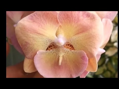 Видео: Продолжение по сеянцам размытых 16.04.25г 🌿🌺🌸🌼#фласка 