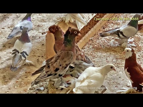 Видео: В гостях у ташкентского любителя голубей Григория Бронова (май 2022 года) / Pigeons / Tauben