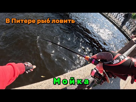 Видео: В Питере рыб ловить. Рыбалка в центре города. Река Мойка