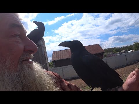 Видео: Как выбрать смерть и как умирать нельзя.