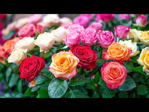 Видео: лучшая музыка🌿 поможет снять усталость от стресса🌿 успокоит нервную систему #93