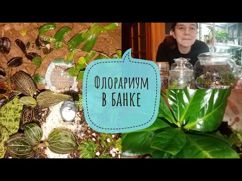 Видео: Флорариум в банке спустя 9 месяцев