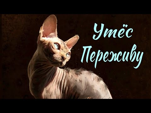 Видео: ЗАКАЗ Коты Воители Утёс: Переживу [Монеточка]