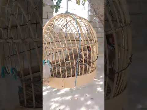 Видео: 3 ноября 2025 г.