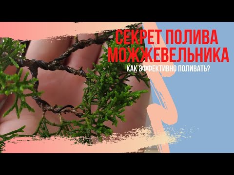 Видео: Можжевельник бонсай и секрет его правильного полива. Советы по выращиванию Бонсай