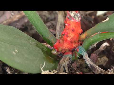 Видео: Продолжение реанимации салатовой орхидеи! Деление орхидеи! Омолаживание орхидей!