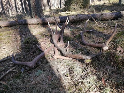 Видео: Поиск рогов оленя 2022, рекорд за день, Zrzuty jeleni 2022 nagrywać , zrzuty 2022