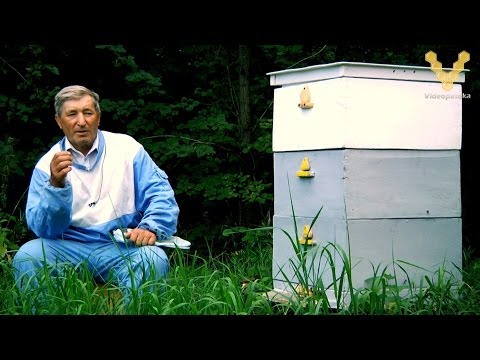 Видео: Беседы о пчеловодстве на пасеке