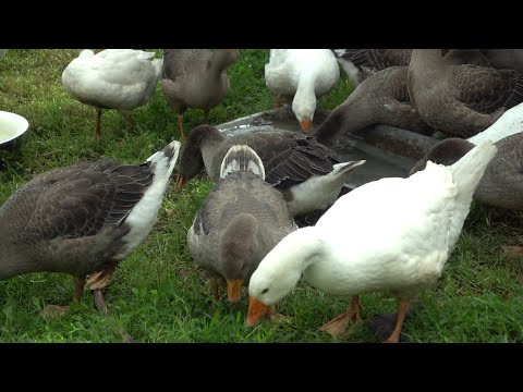 Видео: Гуси ростуть як на дріжджах. Інтенсивне вирощування гусей
