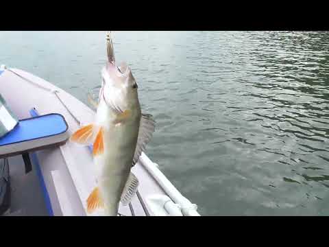 Видео: Спиннинг на Краноярском вдхр. (Залив Дербина)