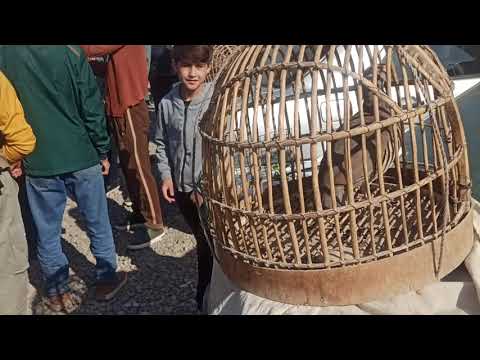 Видео: Паранда бозори н. Рудаки 12.10.2025 с...