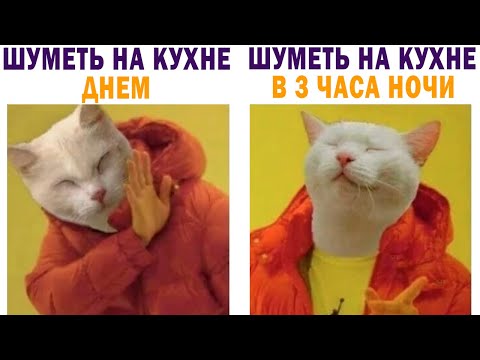 Видео: Выбор очевиден) Приколы с котами | Мемозг 665