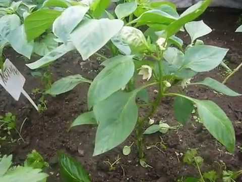 Видео: Обязательное формирование перцев!