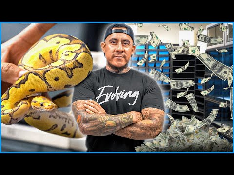 Видео: Как разводить шаровидных питонов в 2024 году