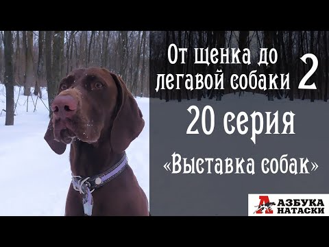 Видео: Выставка охотничьих собак - что нужно знать и делать с собакой?