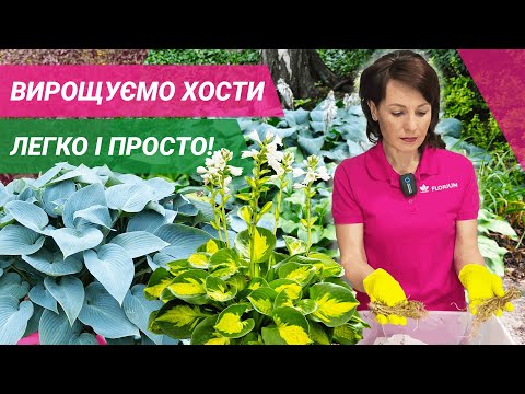 Видео: ХОСТИ | Інструкція догляду та посадки // ХОСТЫ | Инструкция ухода и посадки