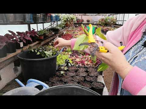 Видео: Размножаю ампельные растения для продажи