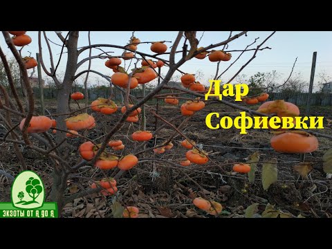 Видео: Хурма Дар Софиевки