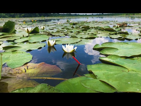 Видео: СУМАСШЕДШИЙ КЛЕВ В КУВШИНКАХ!!НЕ УСПЕВАЮ ЗАКИДЫВАТЬ УДОЧКУ! Рыбалка 2021