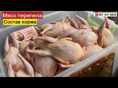 Видео: Чем кормить перепелов//Купить настоящее домашнее Мясо перепела