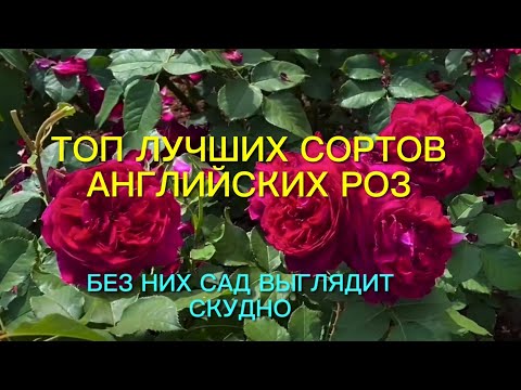 Видео: Розы. Без них сад смотрится скудно.  Топ - 9 лучших английских роз, которые …..🌹🌹🌹