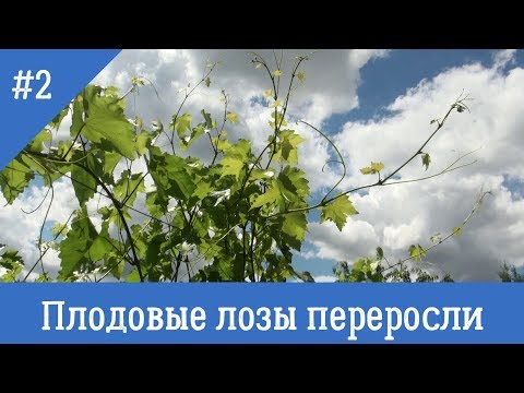 Видео: #2. Органический виноградник: обрезка длинных лоз летом