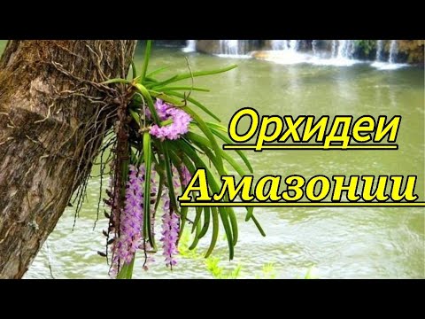 Видео: Орхидеи Амазонии