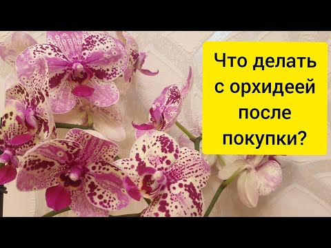 Видео: Что делать с орхидеей после покупки || Новая орхидея Фронтера
